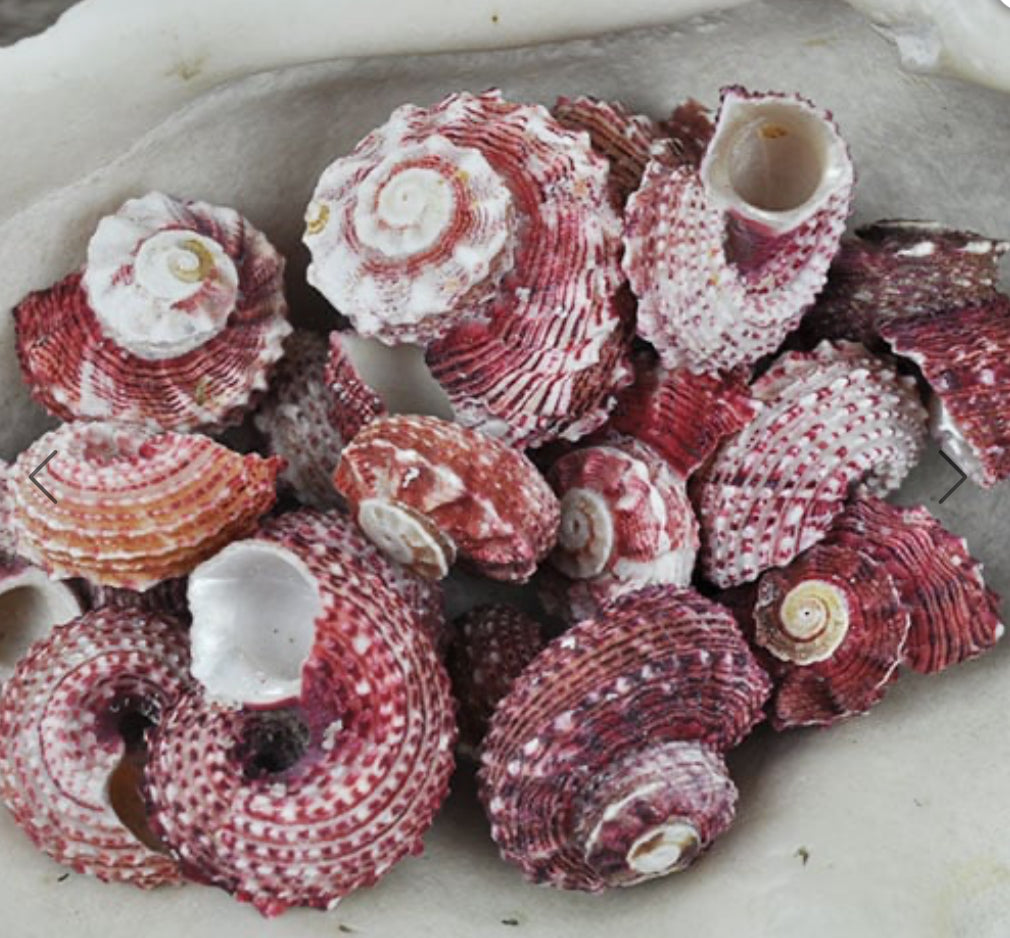 Angaria pink gem 14K gold fill huggie hoops